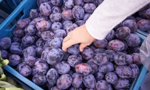 Czy śliwki są dobre na odchudzanie? Odkryj ich zaskakujące korzyści